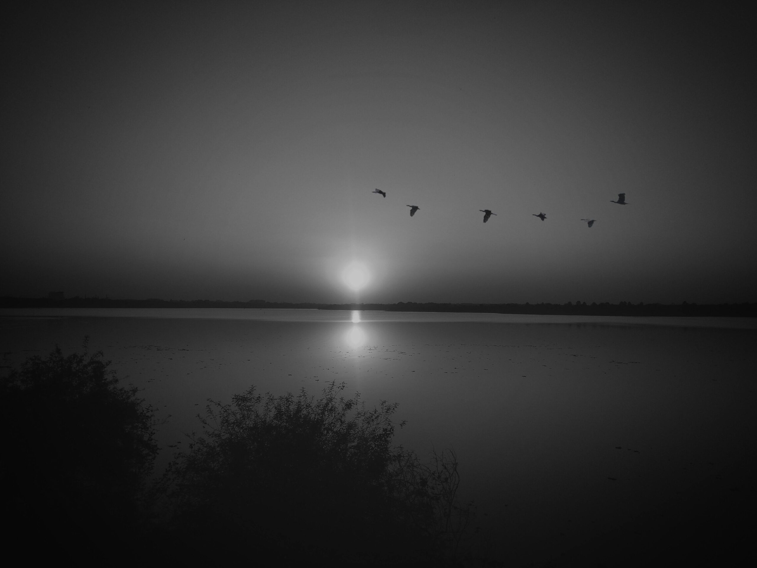 A serene grayscale view of birds flying over a lake during sunset in Nagpur, India.