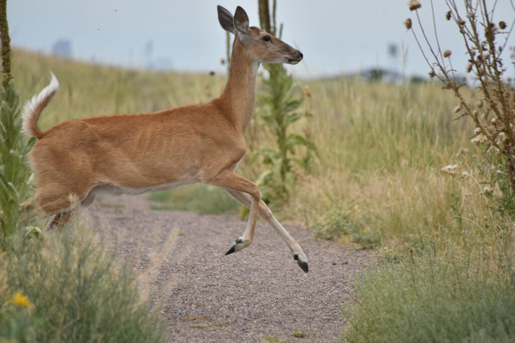 Deer Jumping across the rod into the bush