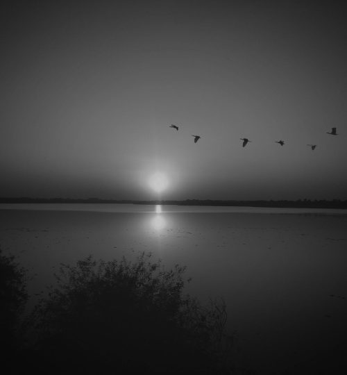 A serene grayscale view of birds flying over a lake during sunset in Nagpur, India.