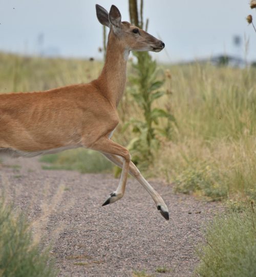 Deer Jumping across the rod into the bush